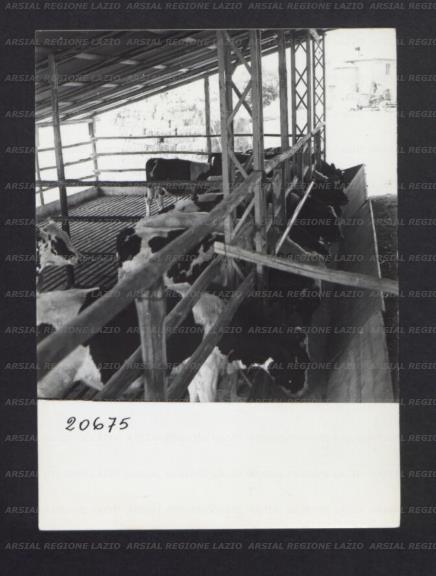 ARSIAL/ARS00176F92.jpg