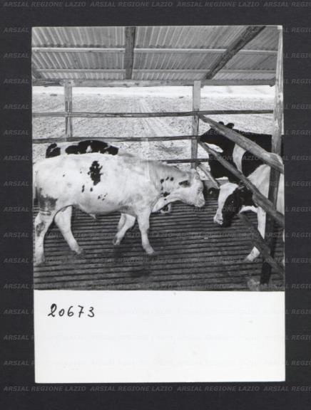 ARSIAL/ARS00176F9B.jpg