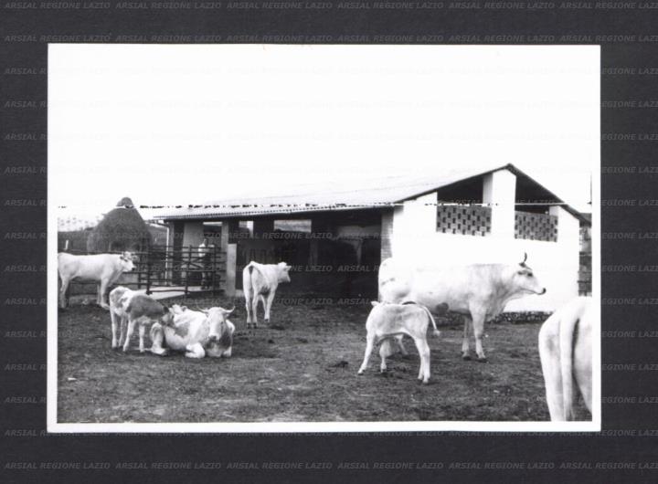 ARSIAL/ARS00176FA7.jpg