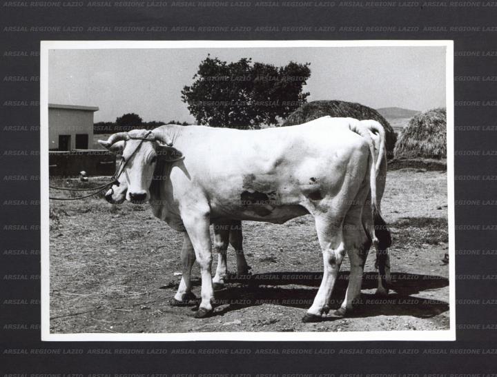 ARSIAL/ARS00176FFD.jpg