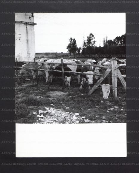 ARSIAL/ARS00177017.jpg
