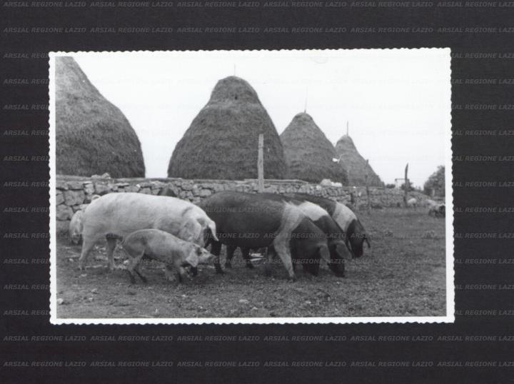 ARSIAL/ARS00177035.jpg