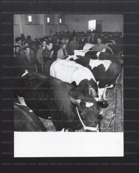 ARSIAL/ARS0017705F.jpg