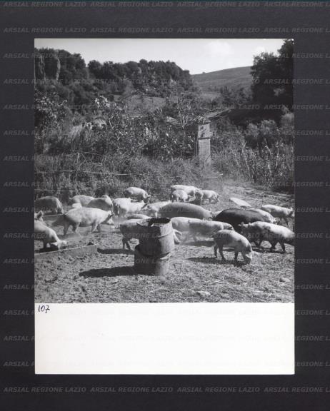ARSIAL/ARS00177061.jpg