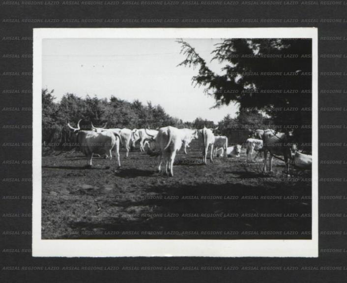 ARSIAL/ARS00177072.jpg