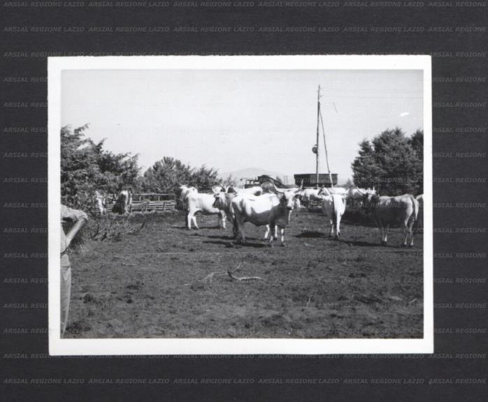 ARSIAL/ARS00177073.jpg