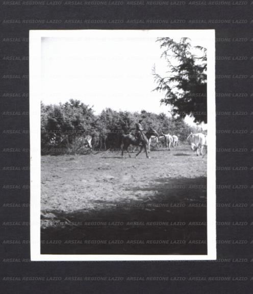 ARSIAL/ARS00177074.jpg