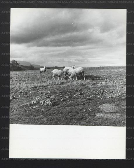 ARSIAL/ARS00177076.jpg