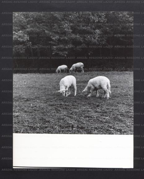 ARSIAL/ARS00177078.jpg