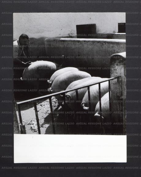 ARSIAL/ARS0017708A.jpg