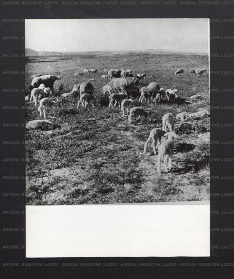 ARSIAL/ARS001770BA.jpg