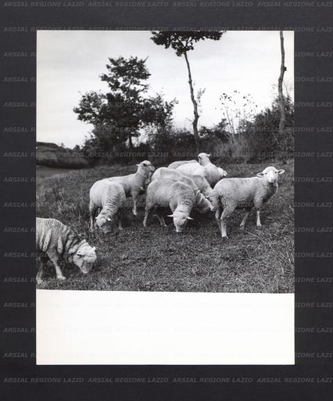 ARSIAL/ARS001770BD.jpg