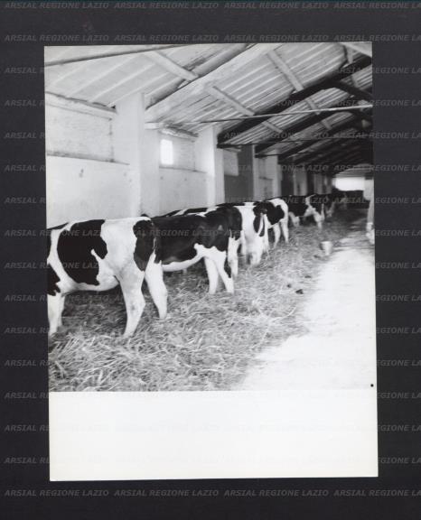 ARSIAL/ARS001770BE.jpg
