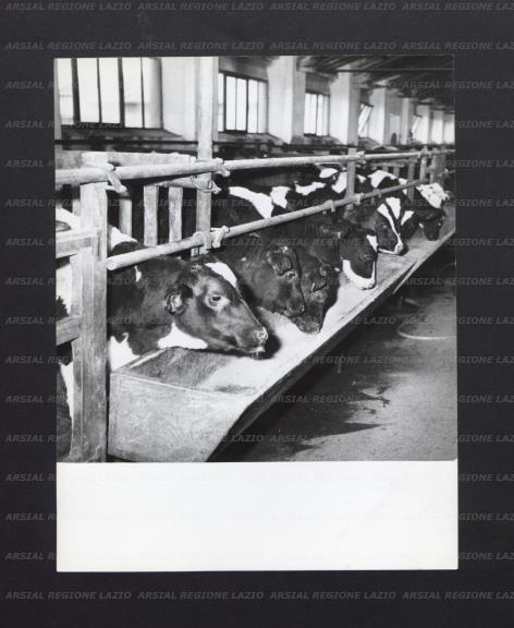 ARSIAL/ARS001770C3.jpg