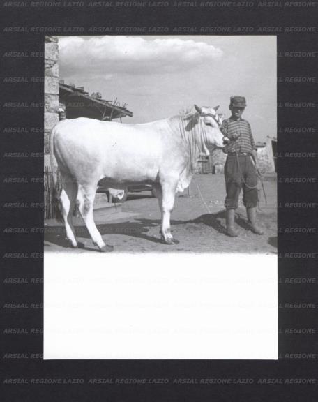 ARSIAL/ARS001770CD.jpg