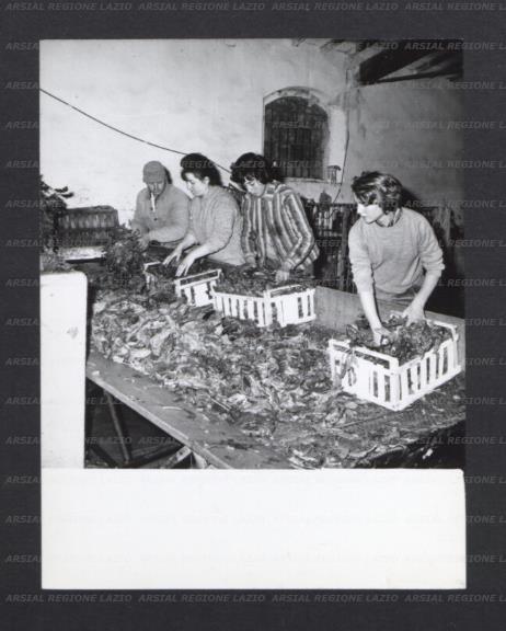 ARSIAL/ARS0017732D.jpg