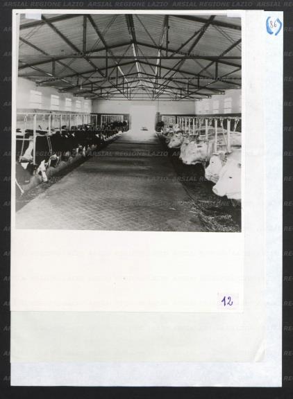 ARSIAL/ARS00177356.jpg