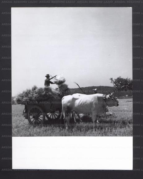ARSIAL/ARS00177444.jpg