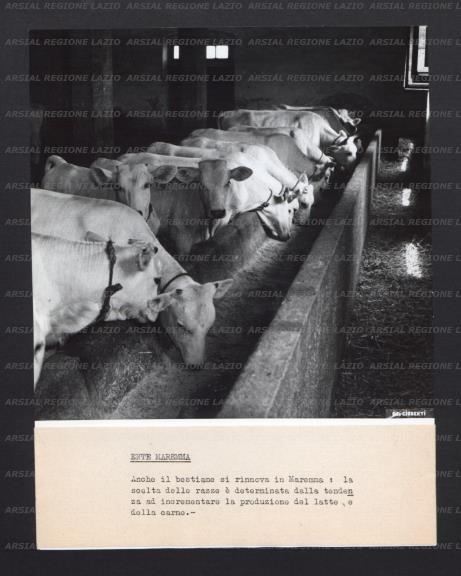 ARSIAL/ARS00177445.jpg
