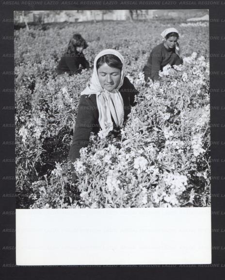 ARSIAL/ARS0017744B.jpg