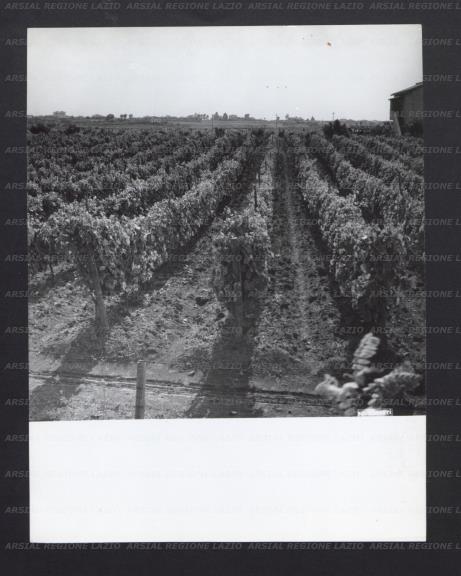 ARSIAL/ARS0017744D.jpg
