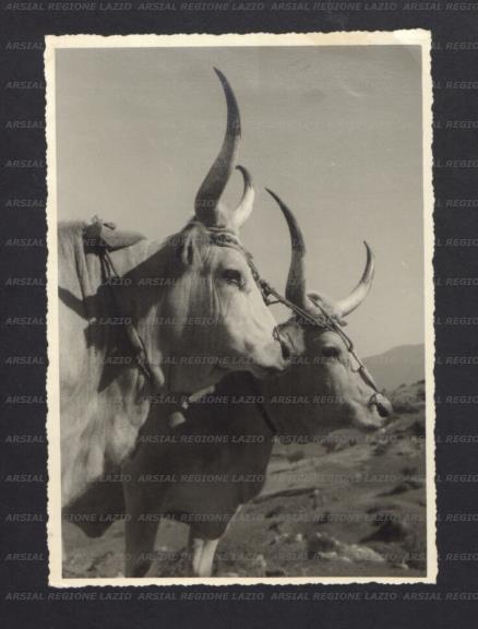 ARSIAL/ARS0017745E.jpg