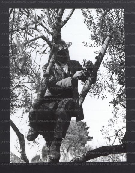ARSIAL/ARS00177481.jpg
