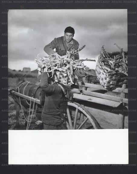 ARSIAL/ARS0017748C.jpg