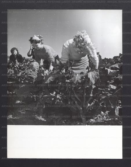ARSIAL/ARS0017748E.jpg
