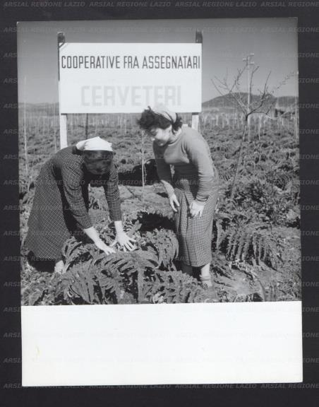 ARSIAL/ARS00177490.jpg