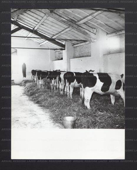 ARSIAL/ARS00177495.jpg