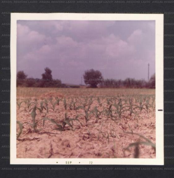 ARSIAL/ARS001774AB.jpg