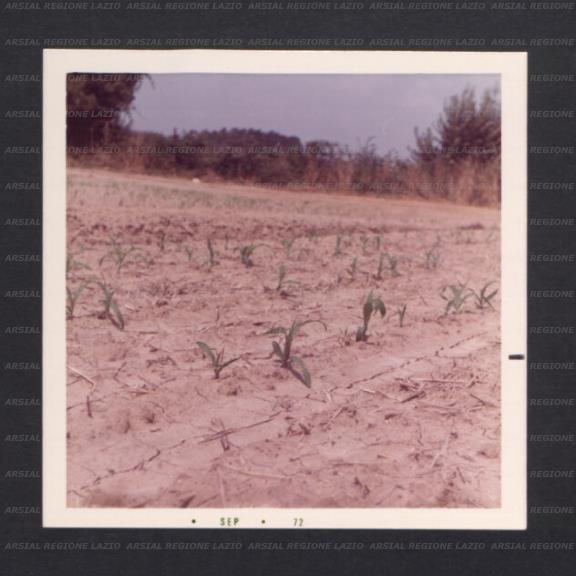 ARSIAL/ARS001774AC.jpg