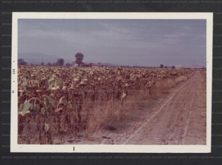 ARSIAL/ARS001774E1.jpg