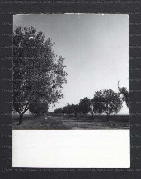 ARSIAL/ARS001775F9.jpg