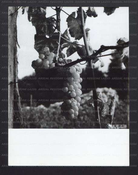 ARSIAL/ARS0017771A.jpg