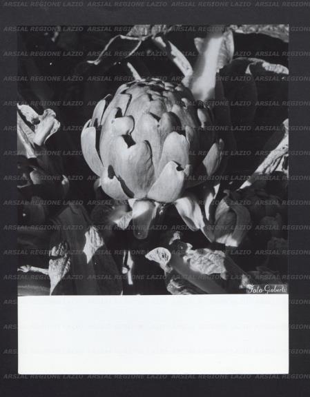 ARSIAL/ARS0017772C.jpg
