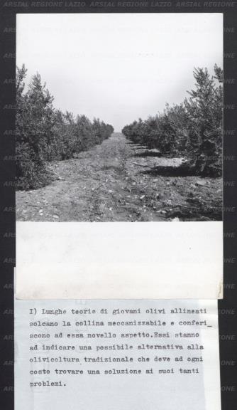 ARSIAL/ARS00177742.jpg