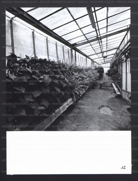 ARSIAL/ARS0017780D.jpg