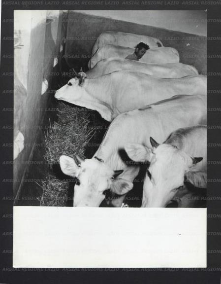 ARSIAL/ARS00177D67.jpg