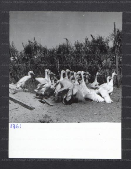 ARSIAL/ARS00177D81.jpg