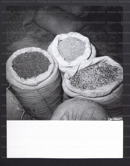 ARSIAL/ARS00178226.jpg