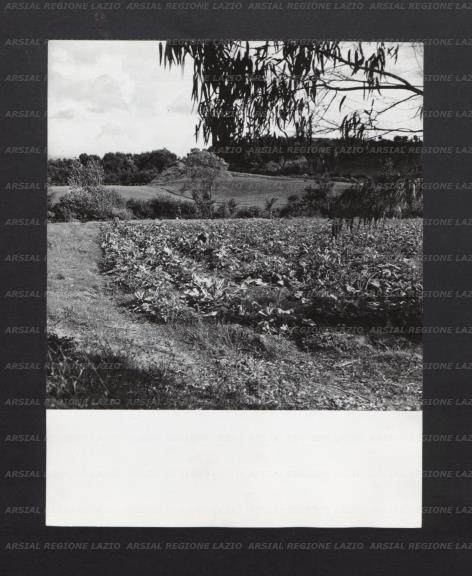 ARSIAL/ARS0017827D.jpg