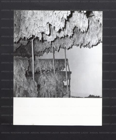 ARSIAL/ARS00178290.jpg