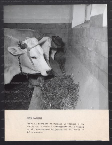 ARSIAL/ARS001782AE.jpg