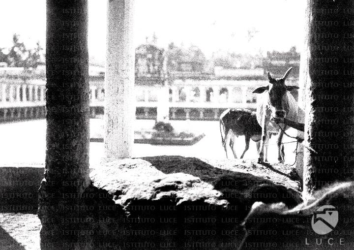 ATTUALITA/A27-113/A00008064.JPG