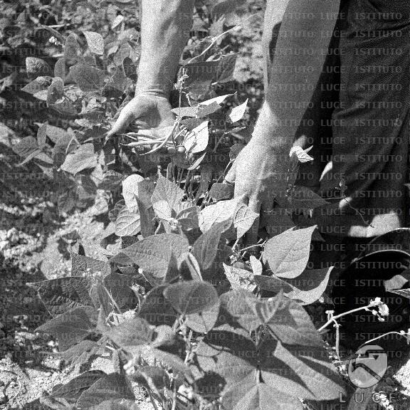 ATTUALITA/A40-146/A00142471.JPG