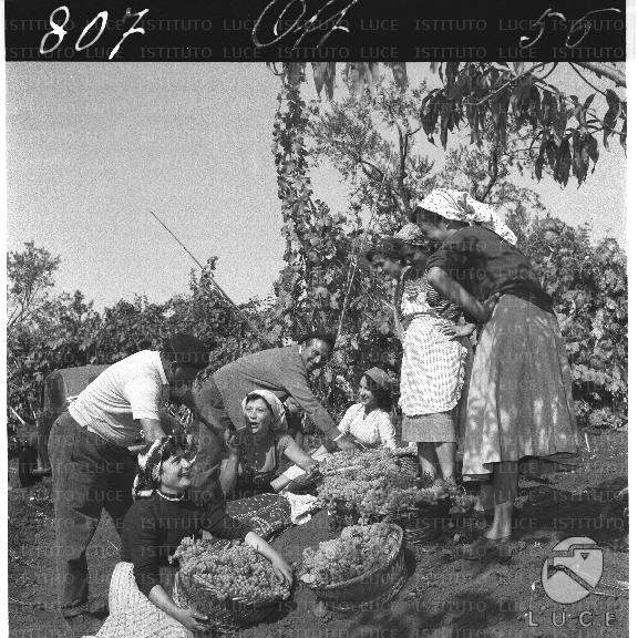FV/NTH00168/FV00036572.JPG