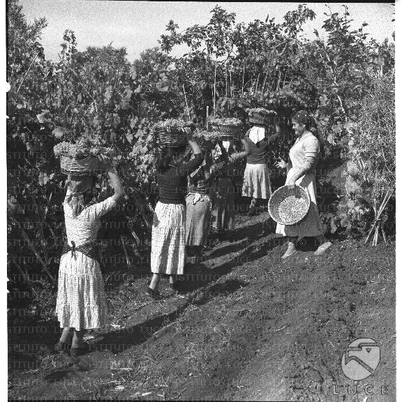 FV/NTH00168/FV00036626.JPG