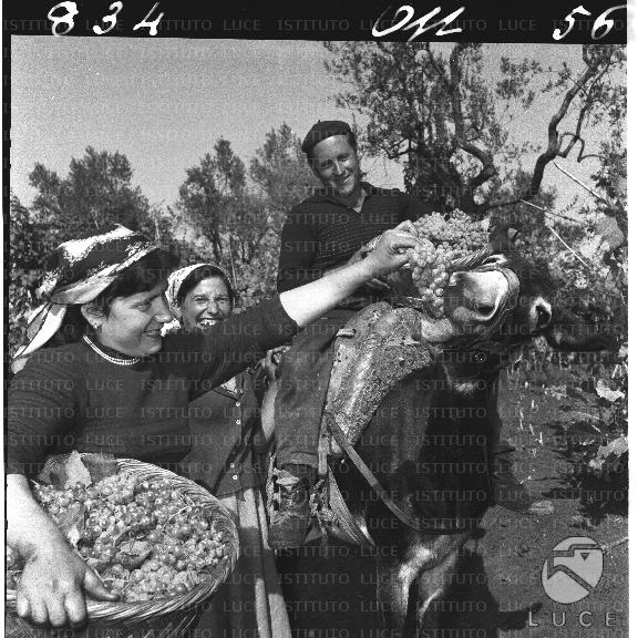 FV/NTH00168/FV00036740.JPG